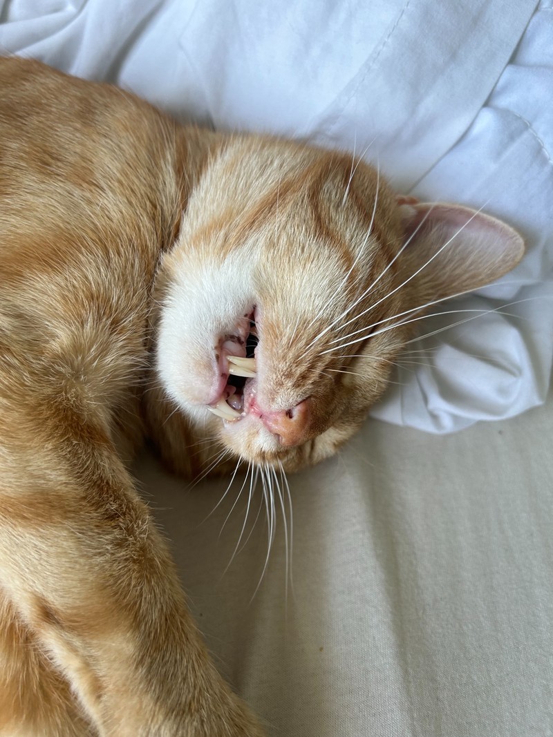 Viele rote Katzen haben Sommersprossen.