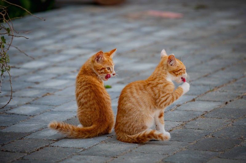 Wie ist das Verhalten roter Katzen im Vergleich zu anderen Farben?