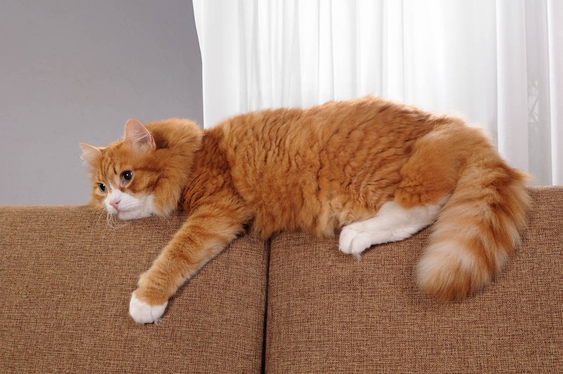 Wie vererben Katzen ihre rote Fellfarbe?