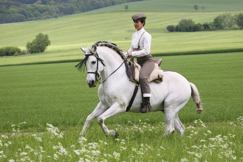 Die Pferde werden neben Lipizzanern auch oft in der Dressur eingesetzt.