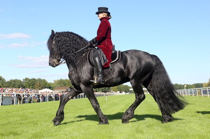 Friesenpferde werden oft in der Dressur oder in Shows eingesetzt.