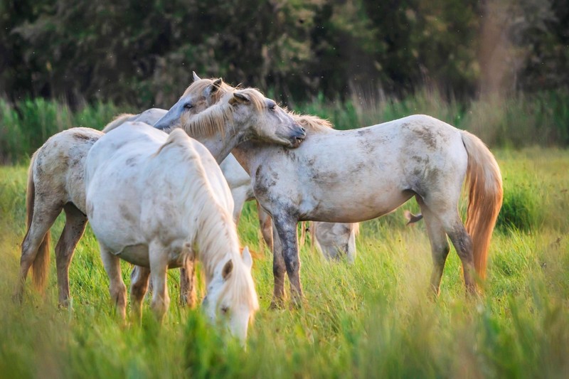 Camargue-Pferde sind durch ihre Eigenwilligkeit nicht unbedingt für Anfänger geeignet.