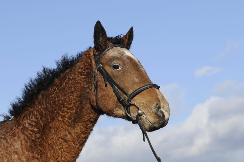 Das American Bashkir Curly Horse punktet mit seinem lockigen Fell, das Allergikern das Leben leichter macht.