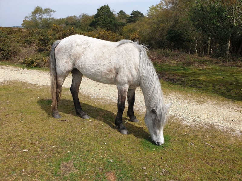 Das Eriskay-Pony ist ein zähes kleines Kraftpaket, das jedoch nicht sehr bekannt ist.