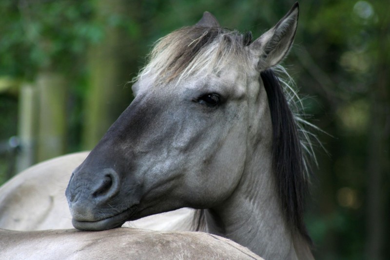 Das Sorraia-Pferd beeindruckt mit seinem urtümlichen Look.