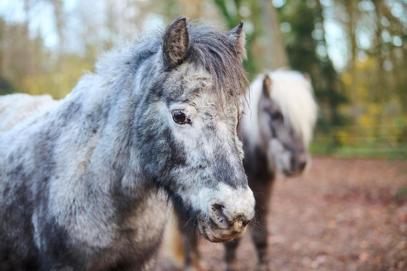 Diese kleinen Ponys sind perfekt für Nachwuchsreiter, aber weniger für Profis geeignet.