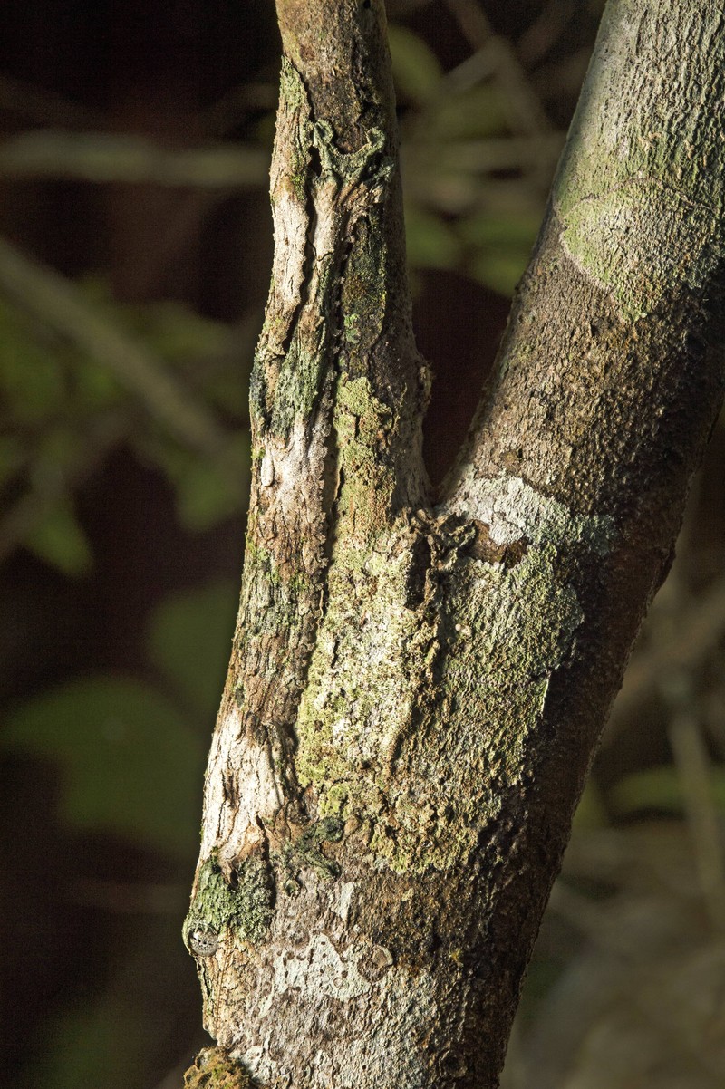 Der Blattschwanzgecko wird auch „Plattschwanzgecko“ genannt.