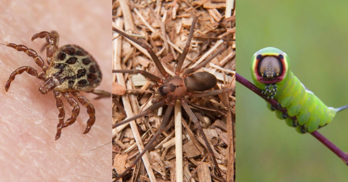 Von Mücken bis Zecken: Die Insekten übertragen Krankheiten