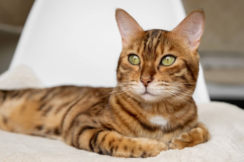 Bengal-Katzen sind wahre Abenteurer und sehr verspielt.