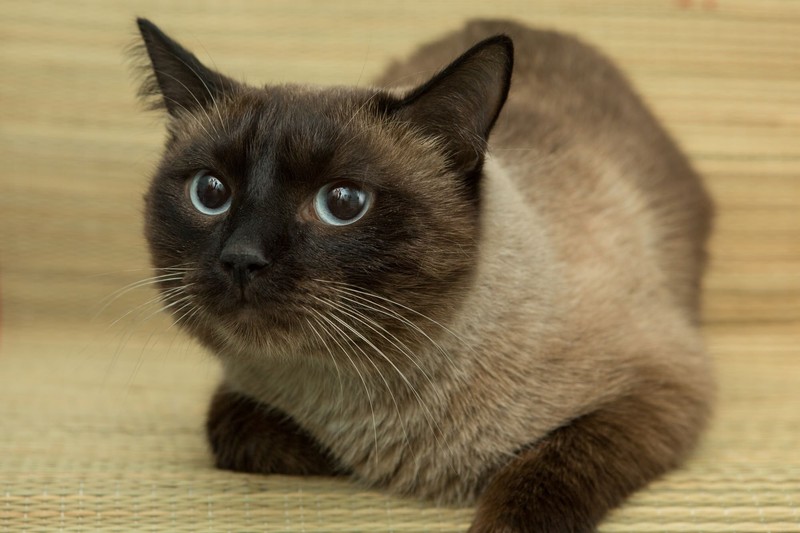 Eine Siamkatze steht gerne im Mittelpunkt.