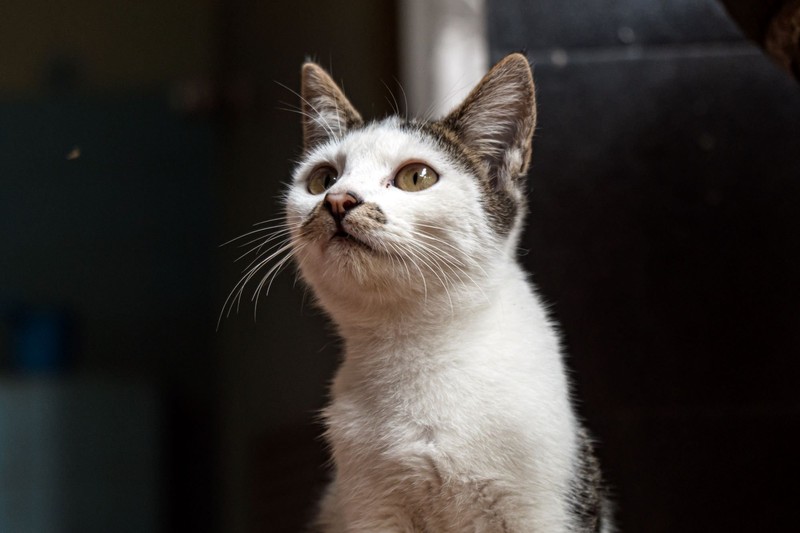 Manche Katzenrassen sind besonders frech und haben einen eigenen Kopf