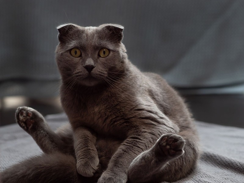 Von der Niedlichkeit der Scottish Fold solltest du dich nicht täuschen lassen.