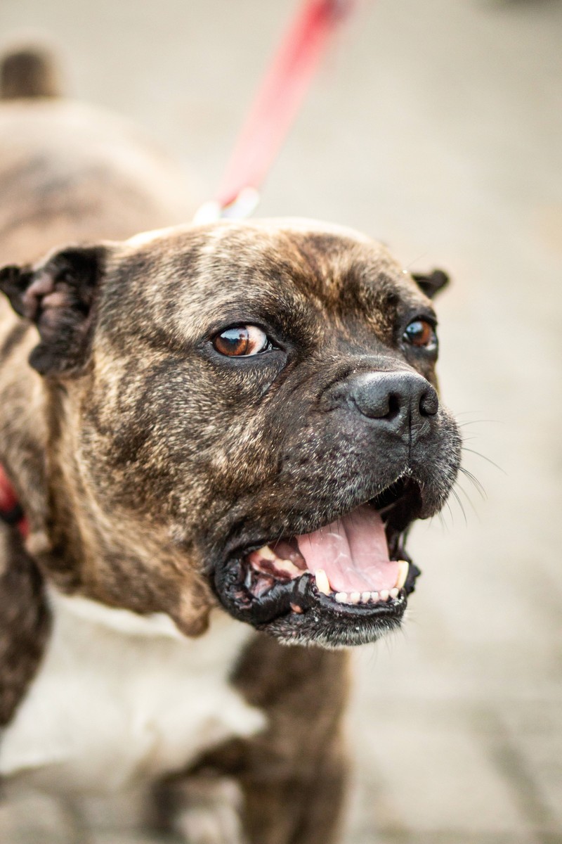 Als dein Hund dir Küsschen gibt, merkst du plötzlich unangenehmen Mundgeruch, was oft auf schlechte Zähne und Bakterien hindeutet.