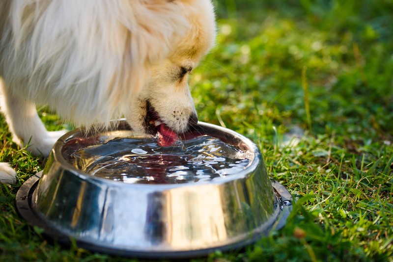 Ein Trinkwasserzusatz kann ganz einfach helfen, Zahnprobleme bei Hunden vorzubeugen.