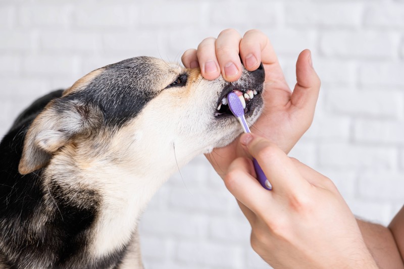 Es ist wichtig, regelmäßig die Zähne deines Hundes zu putzen, um Zahnbelag, Zahnstein und Mundgeruch zu verhindern .