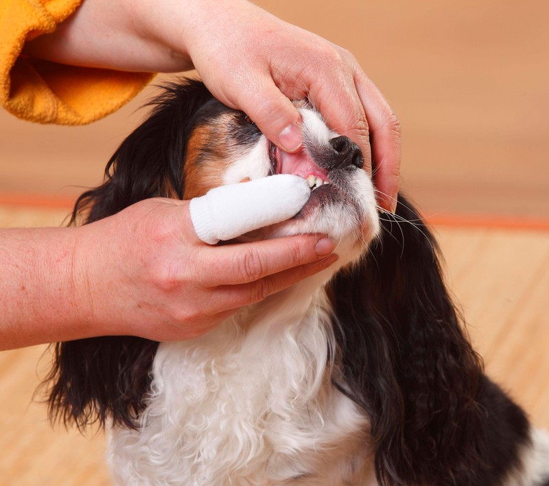 Fingerlinge sind eine einfache Möglichkeit, Zahnprobleme bei Hunden vorzubeugen, indem du Plaque und Bakterien sanft entfernst .