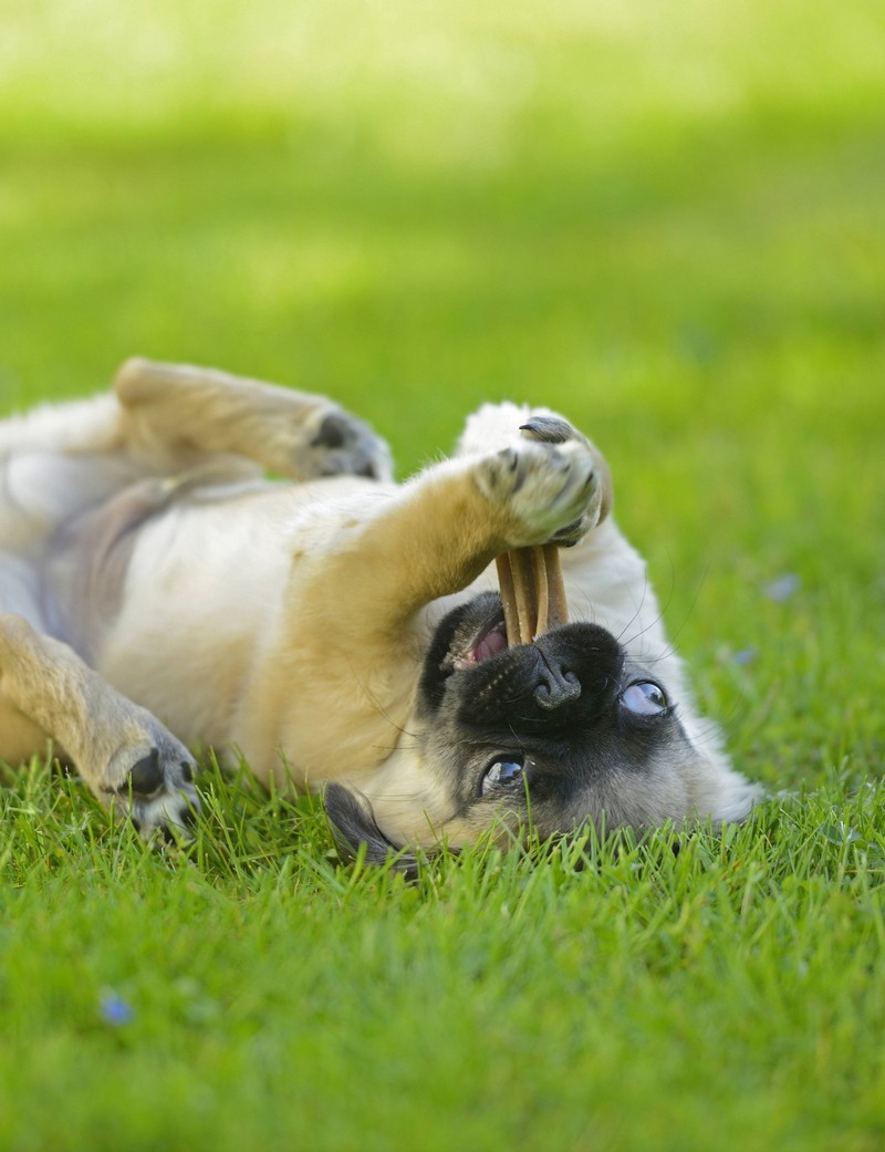 Kauknochen helfen, Zahnbelag zu entfernen und Zahnprobleme bei Hunden vorzubeugen.