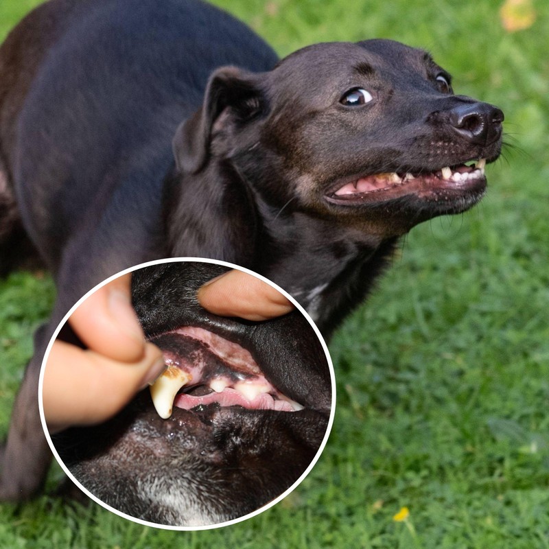 Rund 80 % der Hunde über drei Jahren leiden an Zahnproblemen.