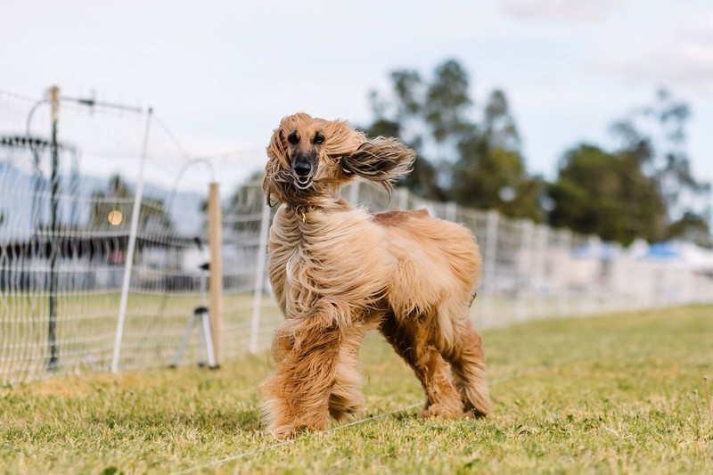 Der Afghanische Windhund gehört zu den teuersten Hunden der Welt.