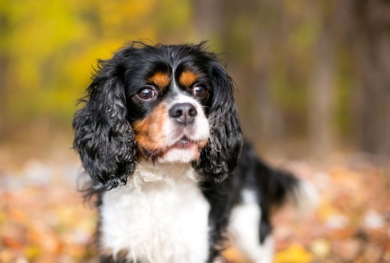 Der Cavalier King Charles Spaniel ist ein wahrer Show-Hund.