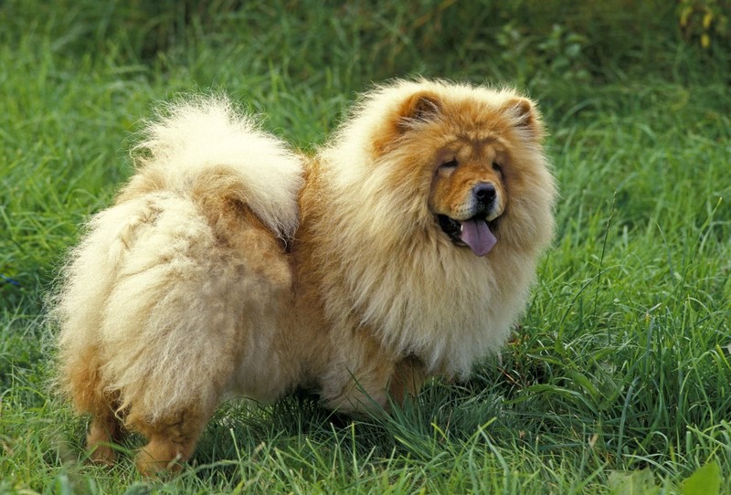 Der Chow-Chow begeistert durch sein knuffiges Aussehen.