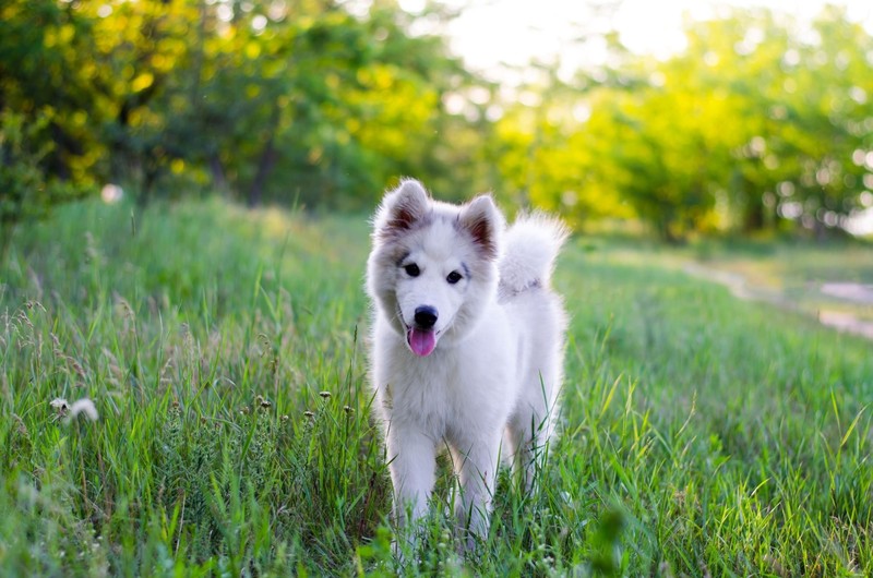 Der Kanadische Eskimohund ist kein Anfängerhund.