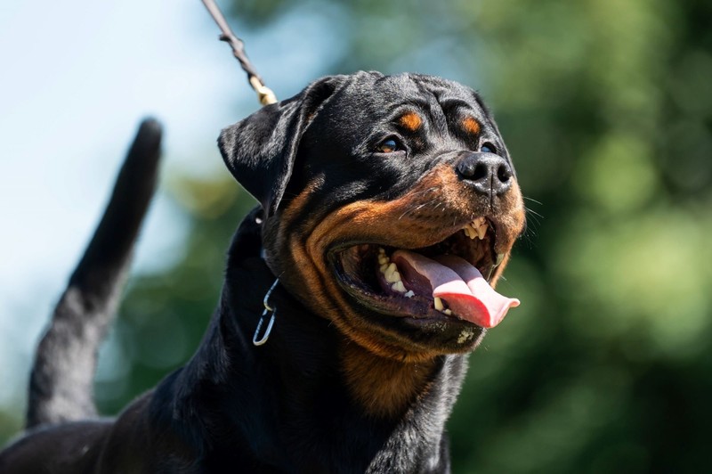 Der Rottweiler ist ein wahrer sanfter Riese.