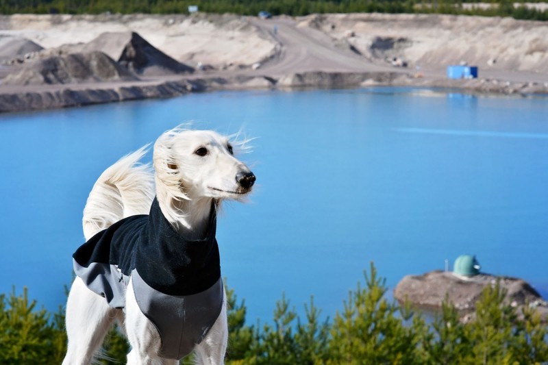 Der Saluki gilt als Windhund und kommt aus Arabien.