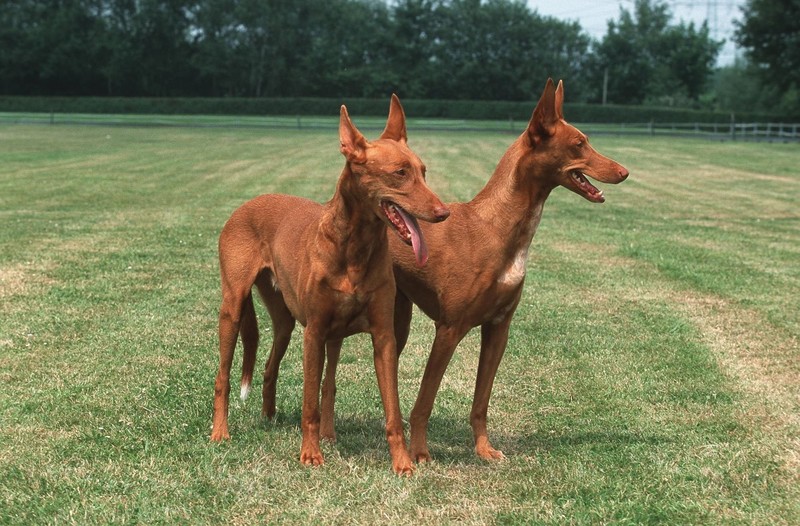 Pharaonenhunde waren ursprünglich mal Jagdhunde.