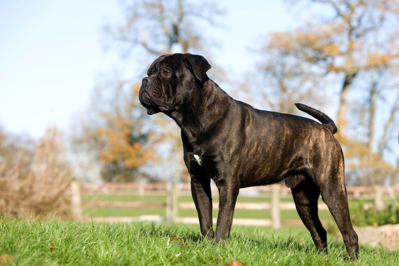 Cane Corsos sind für ihre Loyalität und Stärke bekannt.