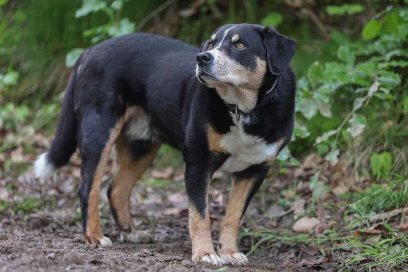 Der Appenzeller Sennenhund muss ausgelastet werden.
