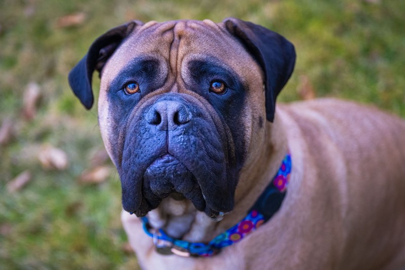 Der Bullmastiff ist bekannt für seine Kombination aus Schutzinstinkt und Familiensinn.