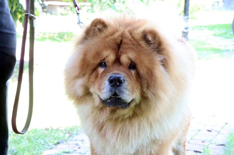 Der Chow-Chow sieht „ungefährlicher“ aus, als er eigentlich ist.