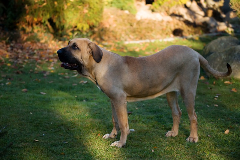 Der Fila Brasileiro gehört nicht in ungeübte Hände!