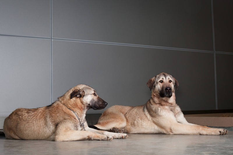 Der Kangal ist ein Hund, der nur von erfahrenen Hundehalter*innen geführt werden sollte.