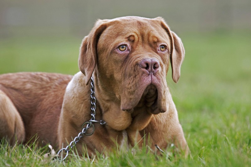 Die Bordeauxdogge gilt als sehr treu.