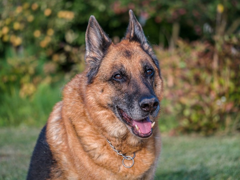 Dieser pelzige Bodyguard braucht Action und Liebe im Doppelpack.