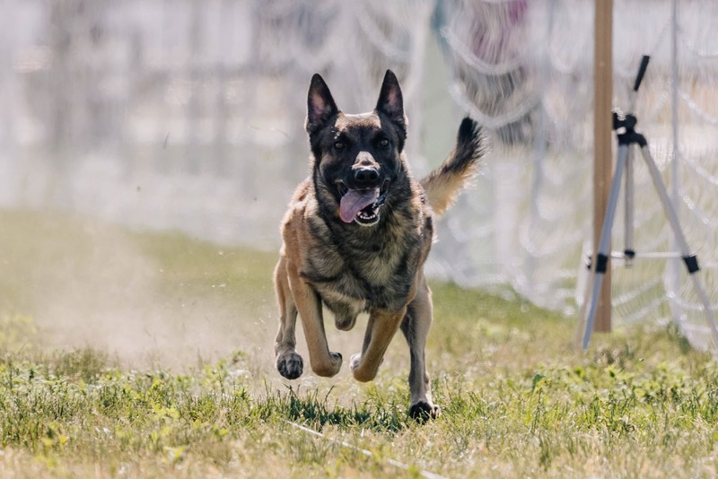 Dieser vierbeinige Superheld freut sich über viel Training und Bewegung.