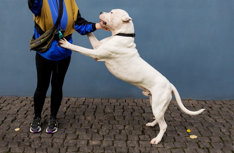 Dogo Argentinos schmusen genauso gern, wie sie dich beschützen und gelten teilweise als Listenhunde.