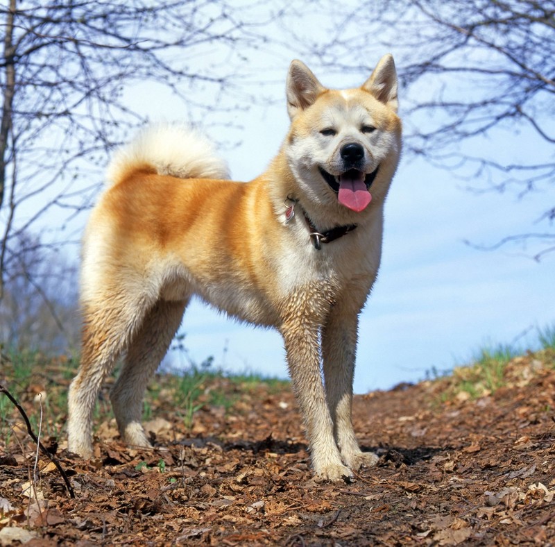 Ein ruhiger Wachhund: Akitas sind treu, mutig und immer wachsam.