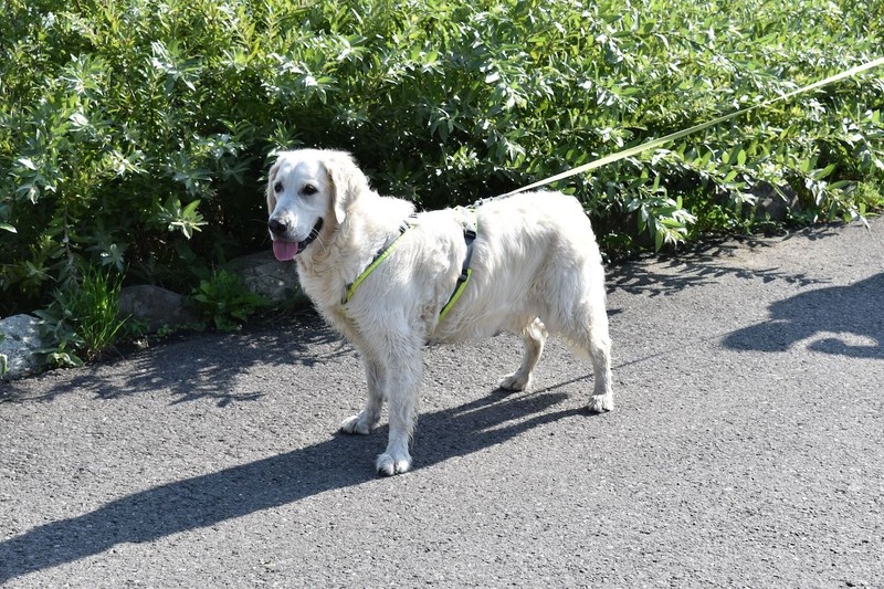 Einen Kuvasz solltest du nicht in einer Stadtwohnung halten.