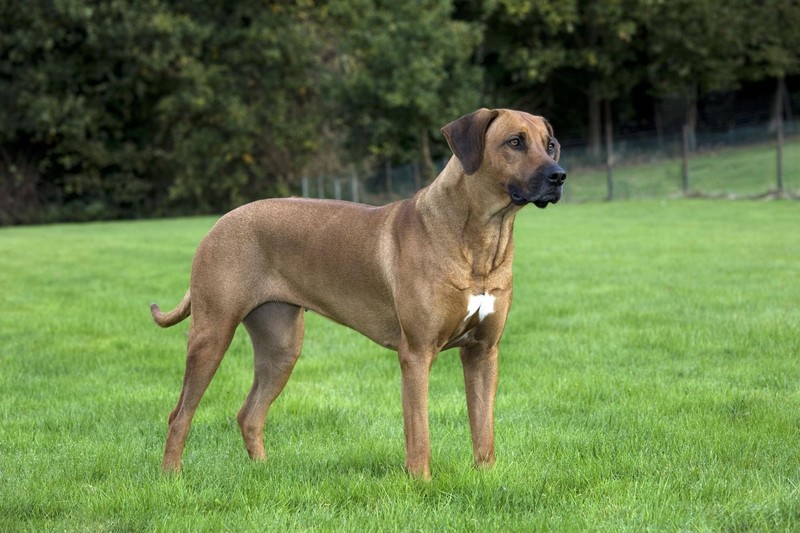 Ridgebacks lieben dich bedingungslos und beschützen dich genauso.