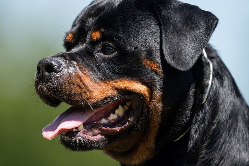 Rottweiler sind sanfter und zugleich muskulöse Riesen mit Beschützerinstinkt.