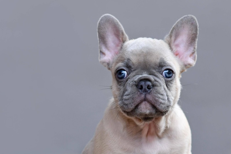 Viele Hunde sind leider von Merkmalen der Qualzucht betroffen. Das sollte man als Hundehalter beachten.