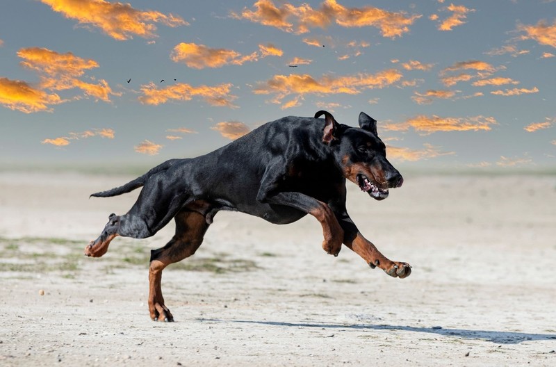 Wenn du deinen Dobermann gut trainierst und sozialisierst, eignet er sich perfekt als Wachhund.