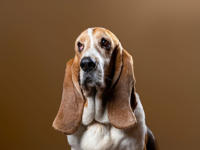 Bassets bleiben gelassen, wenn seine Besitzer*innen einmal weg sind.