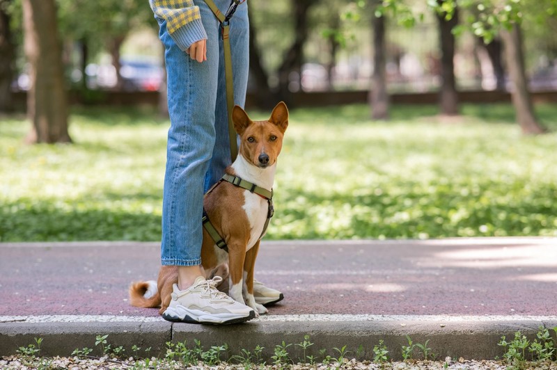 Entspanntes Alleinbleiben: Basenjis meistern es souverän.