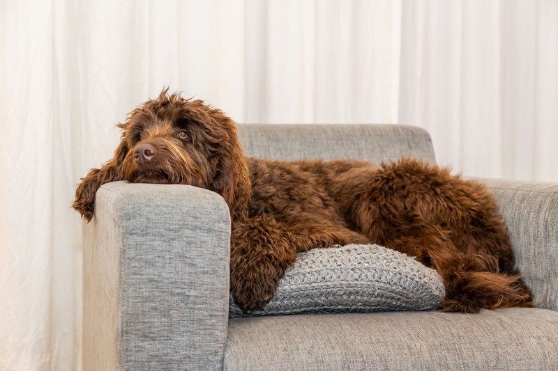 Familienfreundliche Hunde: Labradoodles können mit Geduld an Alleinzeiten gewöhnt werden.