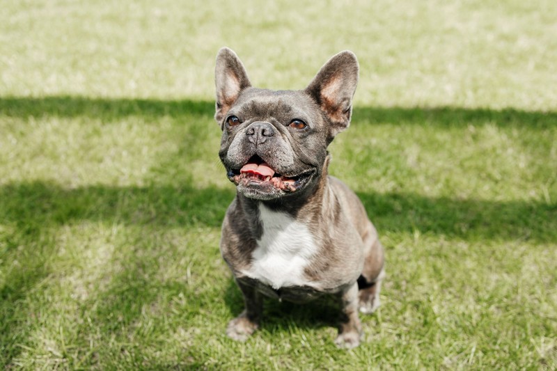 Französische Bulldoggen dösen entspannt, wenn du mal weg sein solltest.