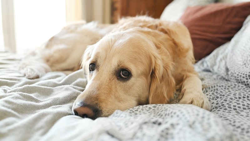 Golden Retriever brauchen Beschäftigung, vor allem, wenn sie allein sind – ein Zweithund schafft Abhilfe.